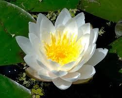 White Lotus Absolute Oil